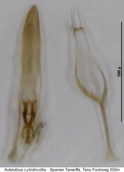 auletobius_cylindricollis.jpg