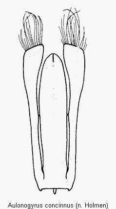 aulonogyrus_concinnus.gif