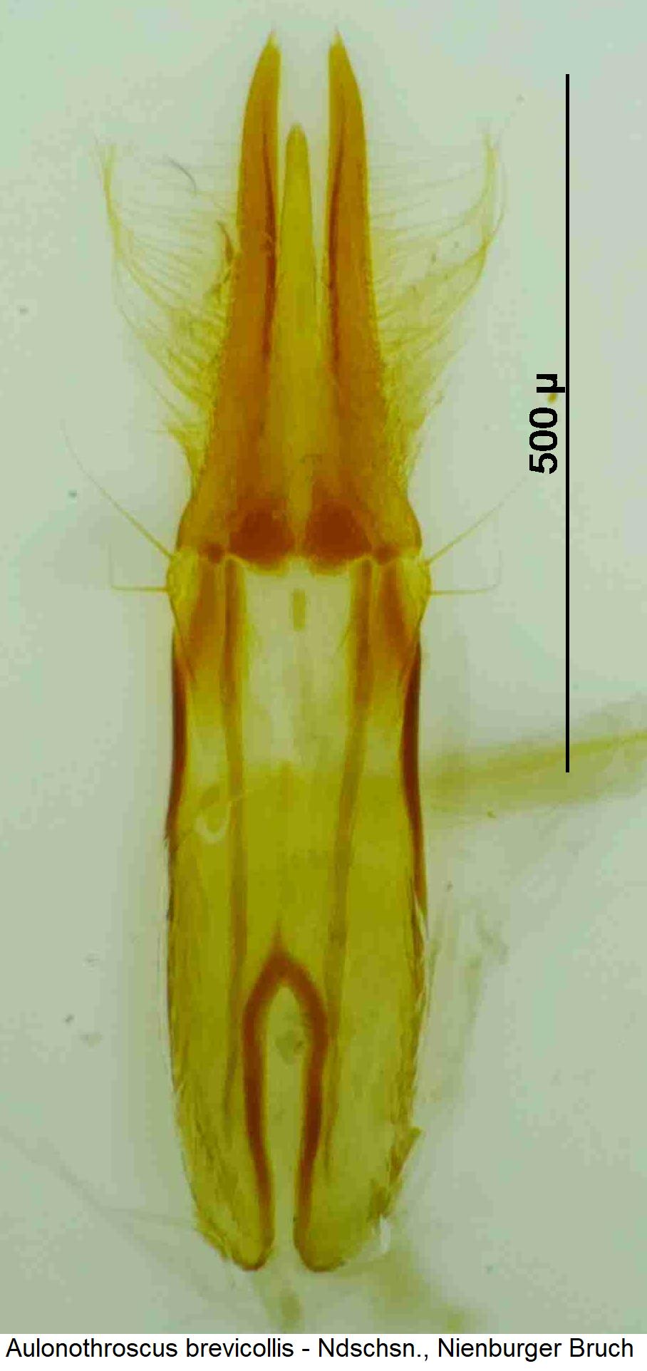 aulonothroscus_brevicollis.jpg