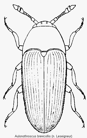 aulonothroscus_brevicollis_hab.gif