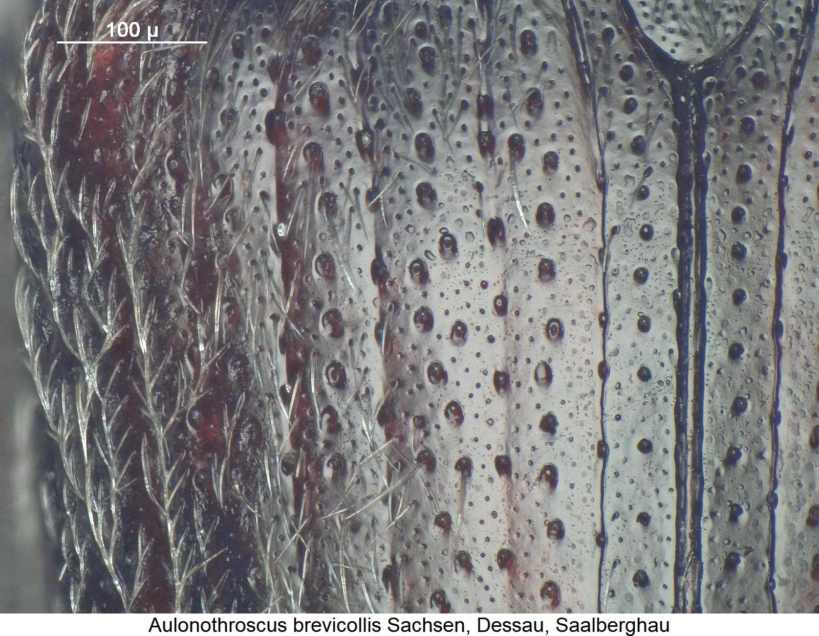 aulonothroscus_brevicollis_ms.jpg