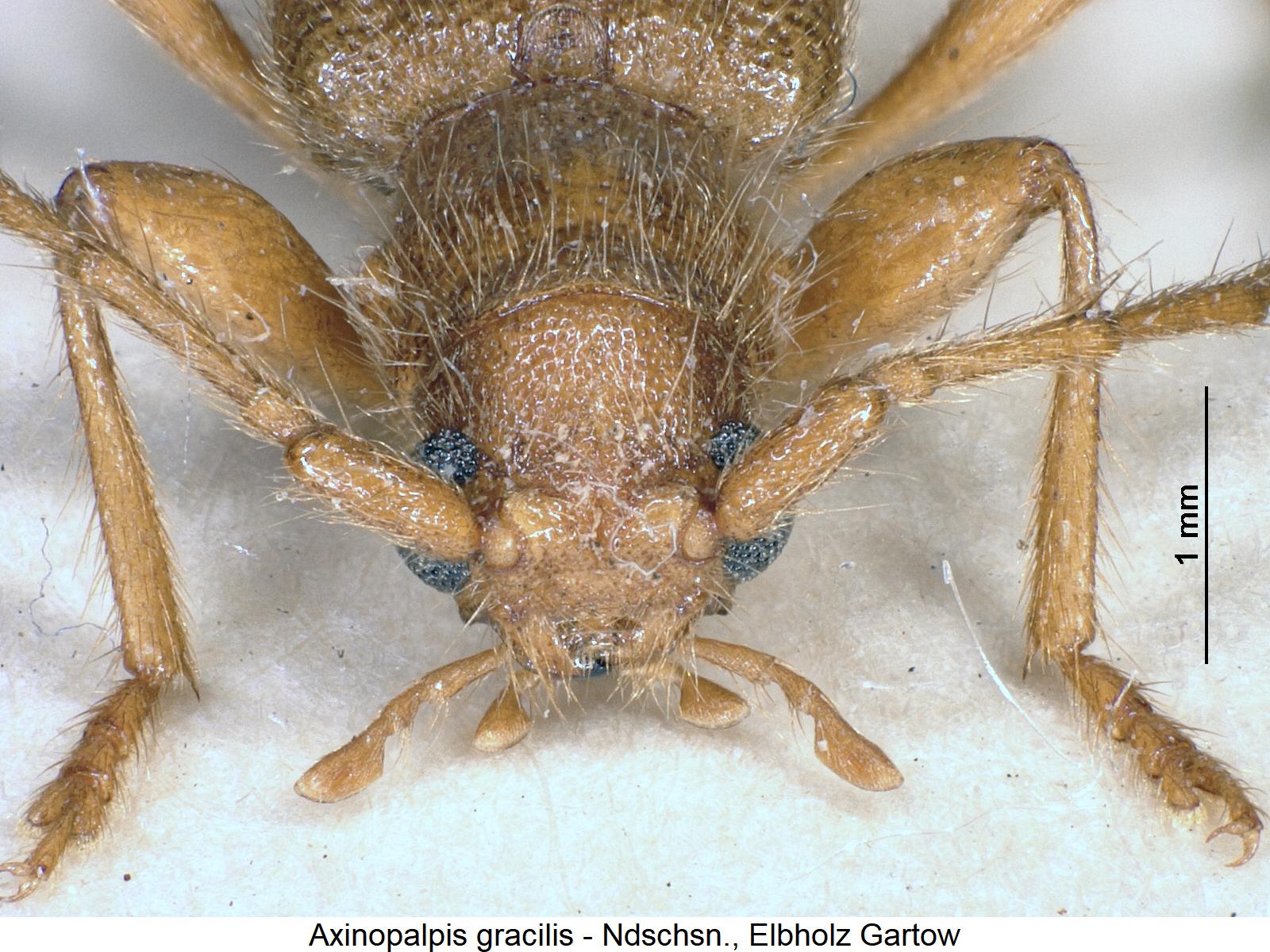 axinopalpis_gracilis_k.jpg