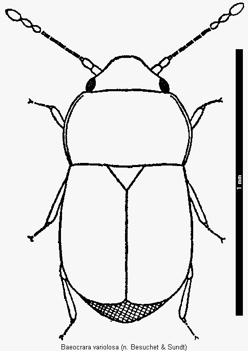 baeocrara_variolosa_hab.gif