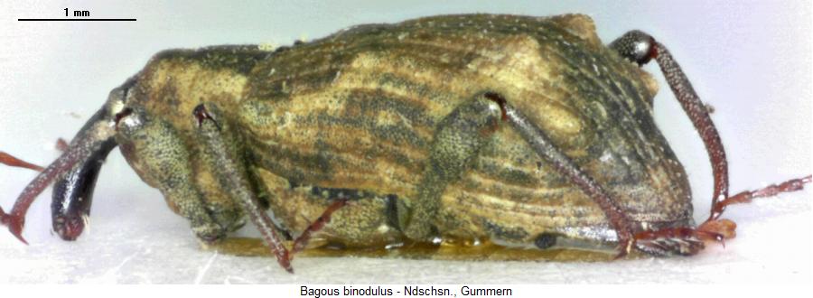bagous_binodulus_sa.jpg