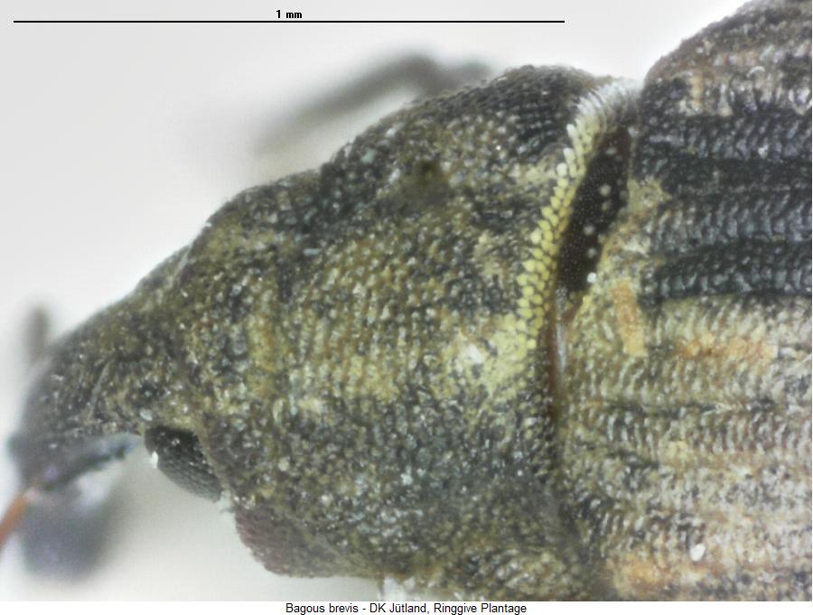 bagous_brevis_hsch.jpg