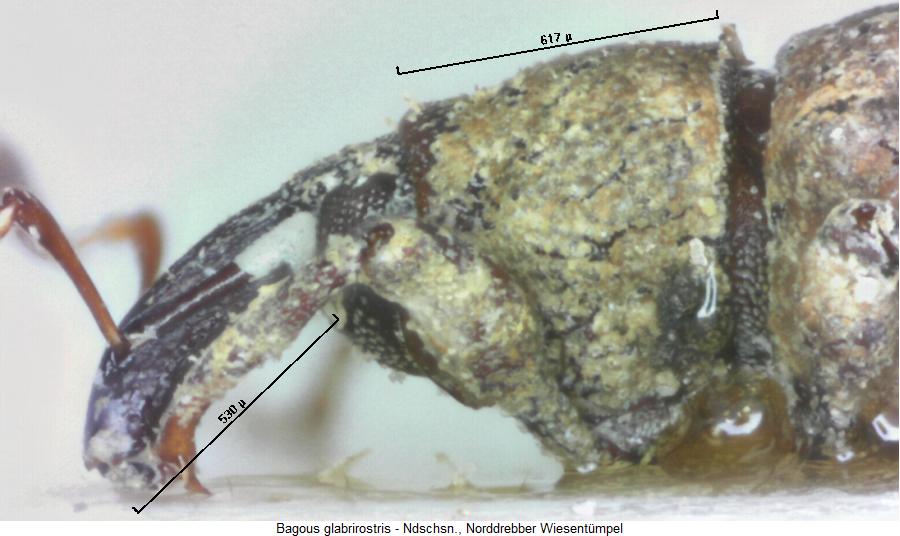 bagous_glabrirostris_k.jpg
