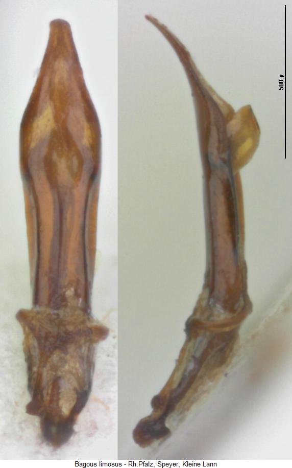 bagous_limosus.jpg