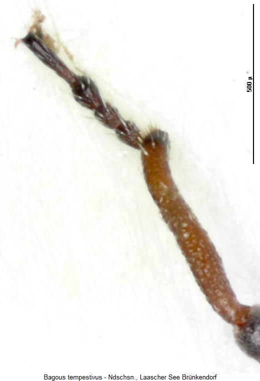 bagous_tempestivus_vtr.jpg