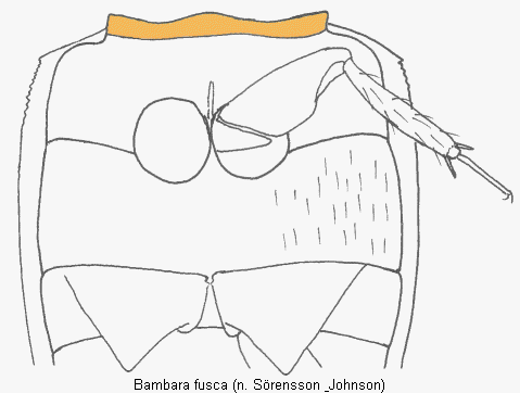 bambara_fusca_us.gif