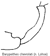 barypeithes_chevrolati_vschn.gif
