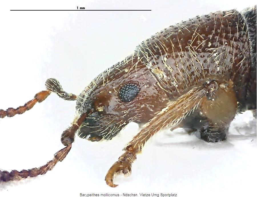 barypeithes_mollicomus_vk_sa.jpg