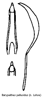 barypeithes_pellucidus.gif