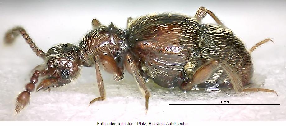 batrisodes_venustus_sa.jpg