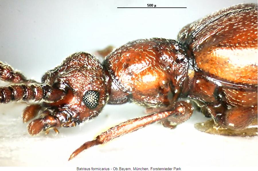 batrisus_formicarius_sa.jpg
