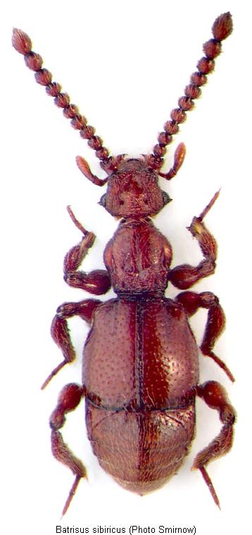 batrisus_sibiricus_hab.jpg