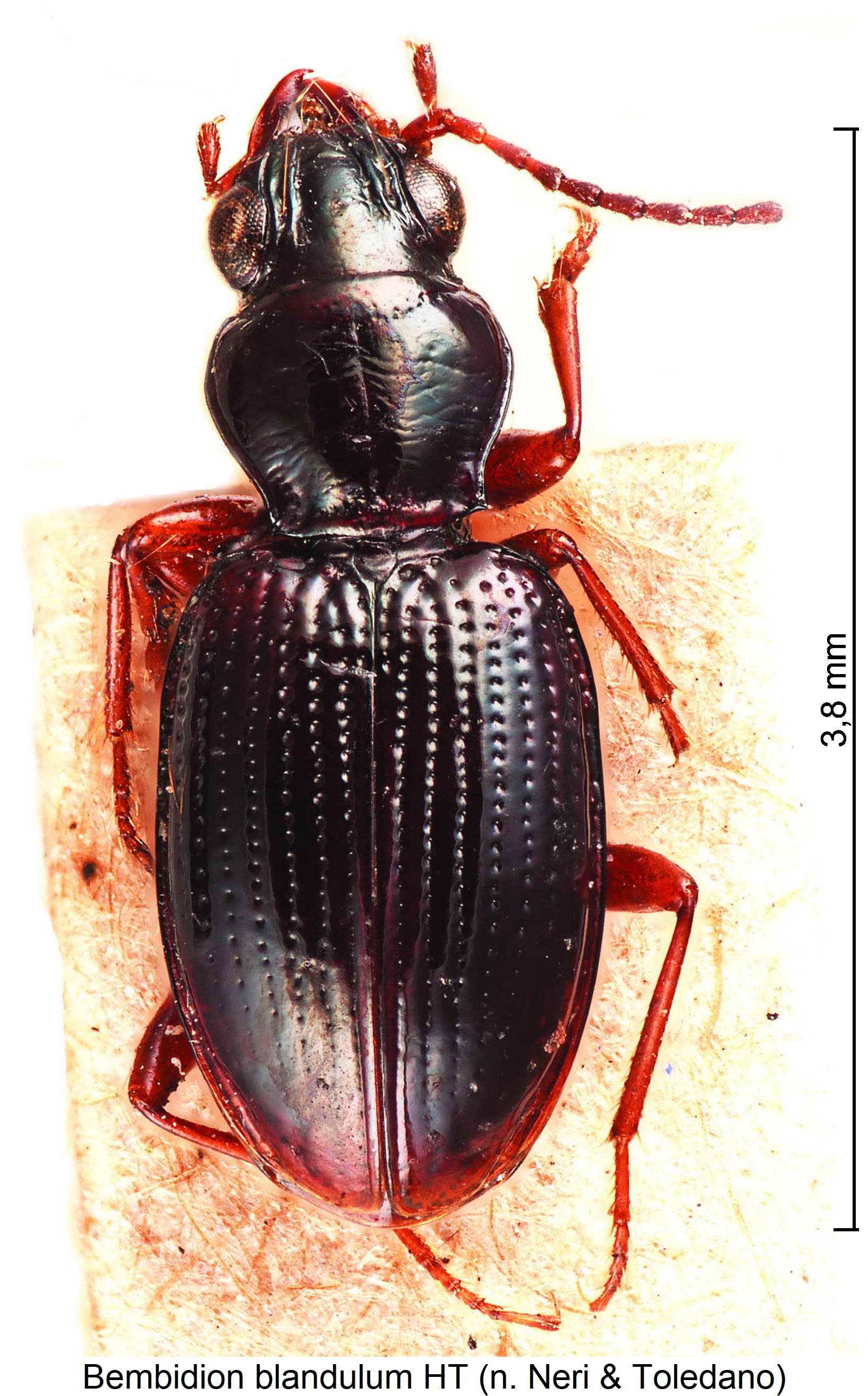 bembidion_blandulum_hab.jpg