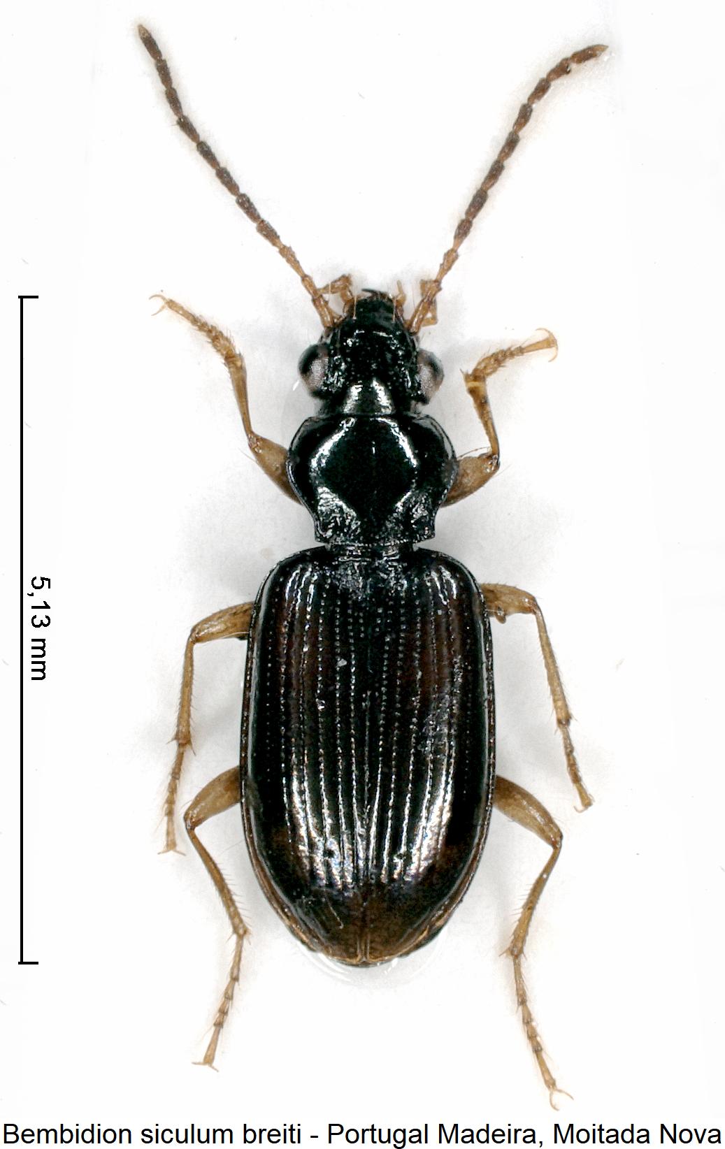 bembidion_breiti_hab.jpg