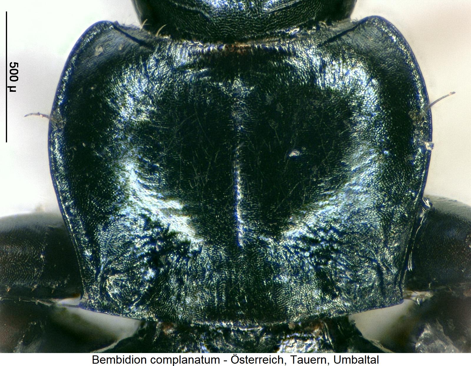 bembidion_complanatum_hsch.jpg