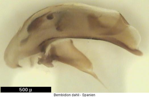 bembidion_dahli.jpg