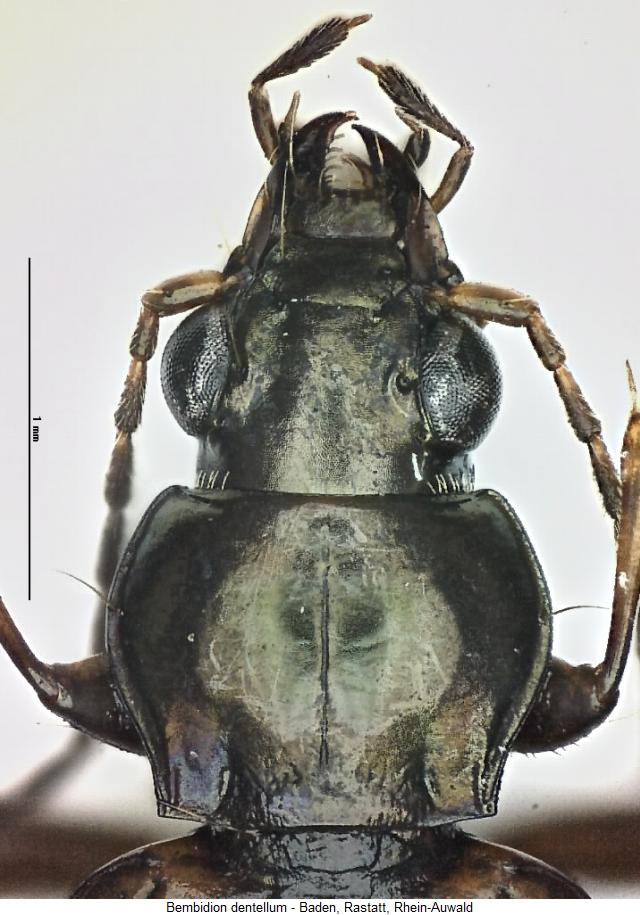 bembidion_dentellum_vk.jpg