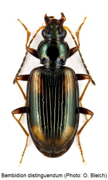 bembidion_distinguendum_hab.jpg