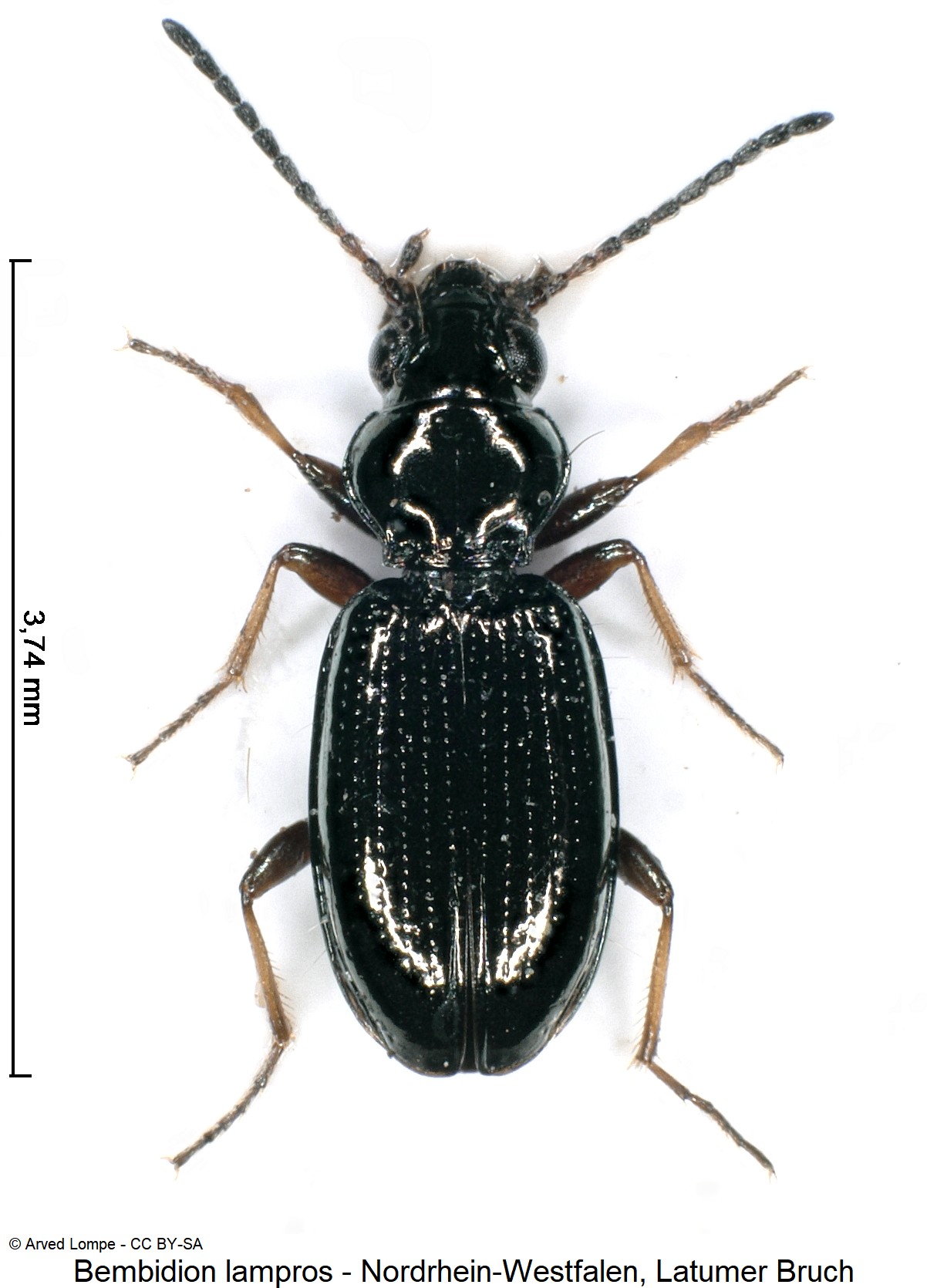 bembidion_lampros_ck36874826_hab.jpg