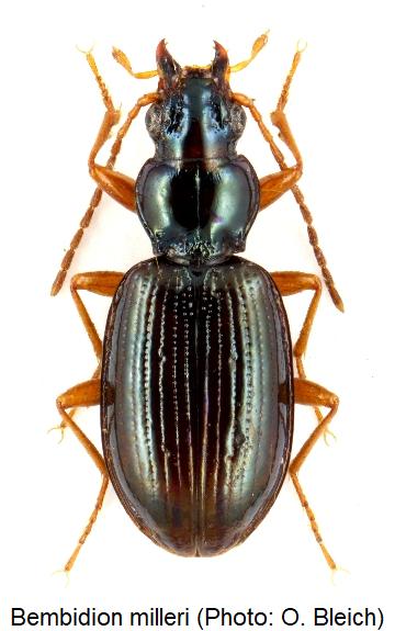 bembidion_milleri_hab.jpg