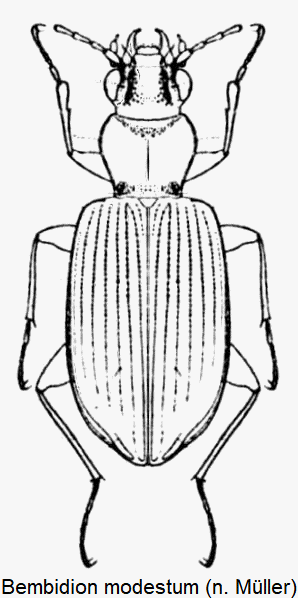 bembidion_modestum_hab.gif