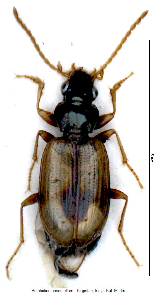 bembidion_obscurellum_hab.jpg