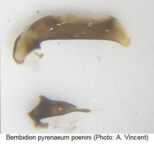 bembidion_poenini.jpg