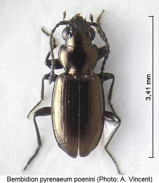 bembidion_poenini_hab.jpg