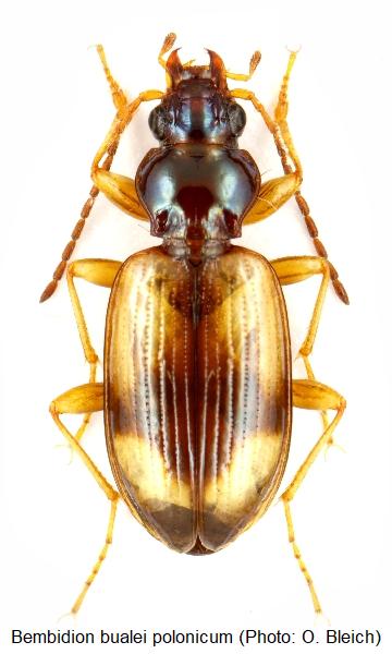 bembidion_polonicum_hab.jpg