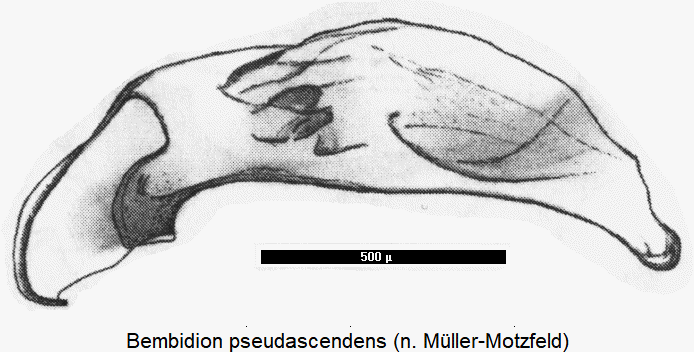 bembidion_pseudascendens.gif