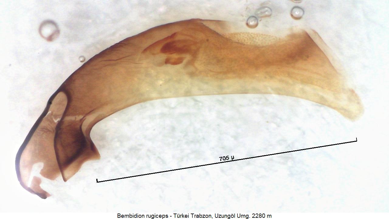 bembidion_rugiceps1.jpg