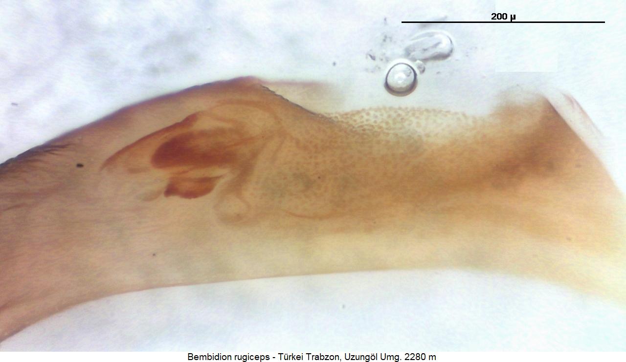 bembidion_rugiceps2.jpg