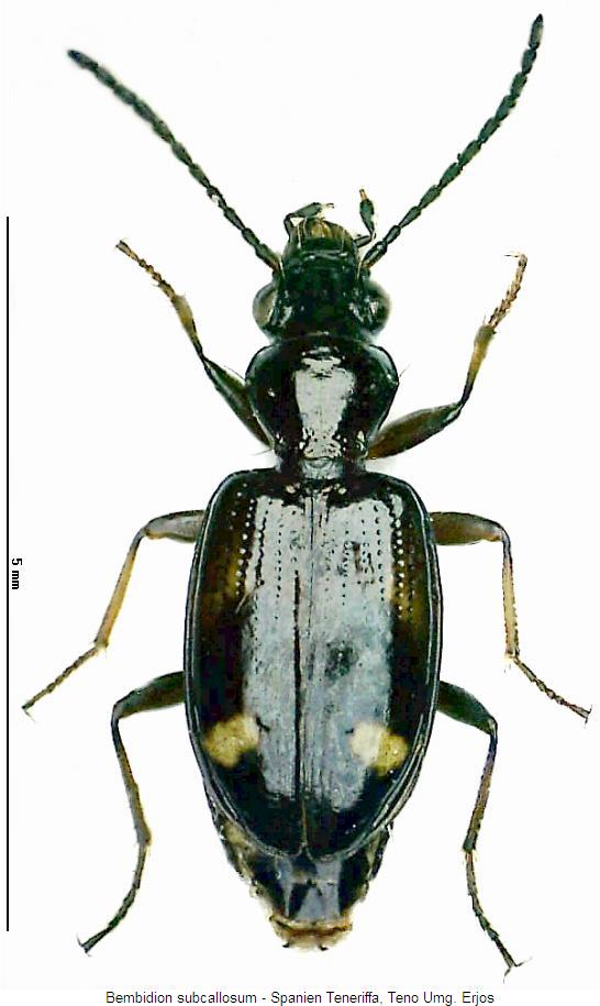 bembidion_subcallosum_hab.jpg