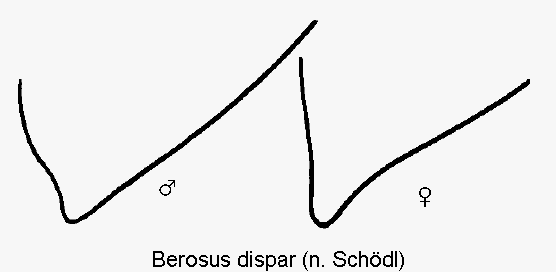 berosus_dispar_fld.gif