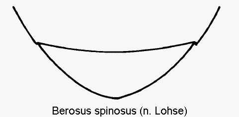 berosus_spinosus_ster.gif