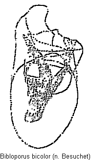 bibloporus_bicolor.gif