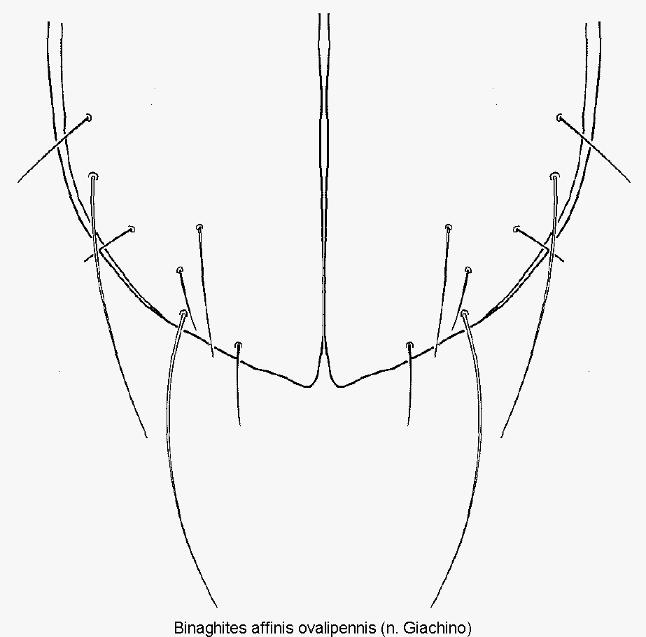 binaghites_ovalipennis_dec.gif