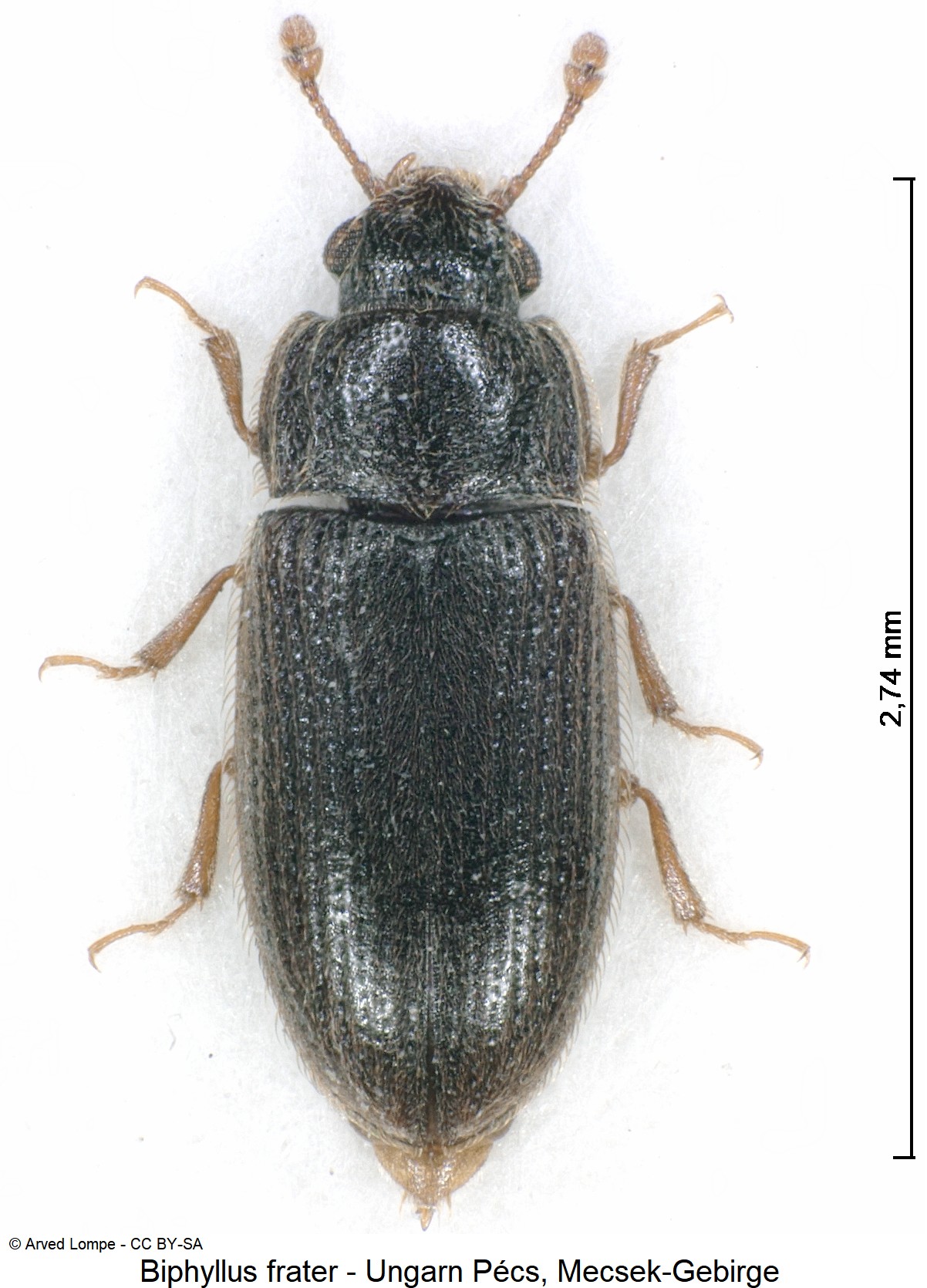 biphyllus_frater_ck37176079_hab.jpg