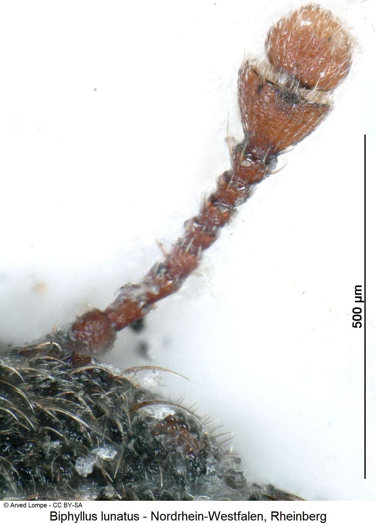 biphyllus_lunatus_ck24952_f.jpg
