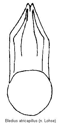 bledius_atricapillus.gif