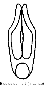 bledius_dehnerti.gif