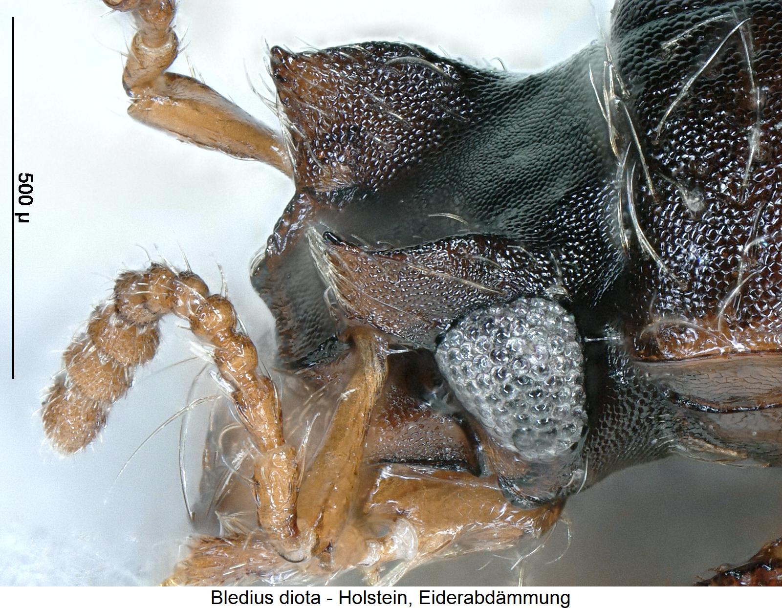 bledius_diota_k2.jpg