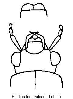 bledius_femoralis_k.gif