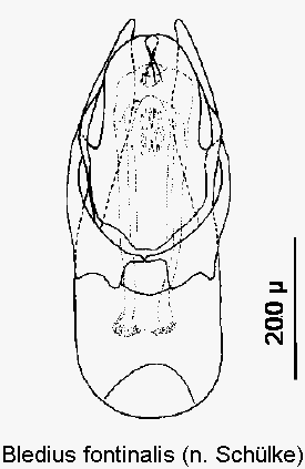 bledius_fontinalis1.gif