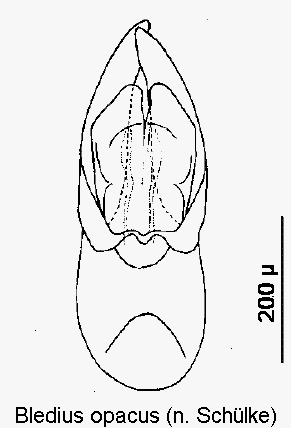 bledius_opacus1.gif