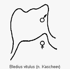 bledius_vitulus_k.gif