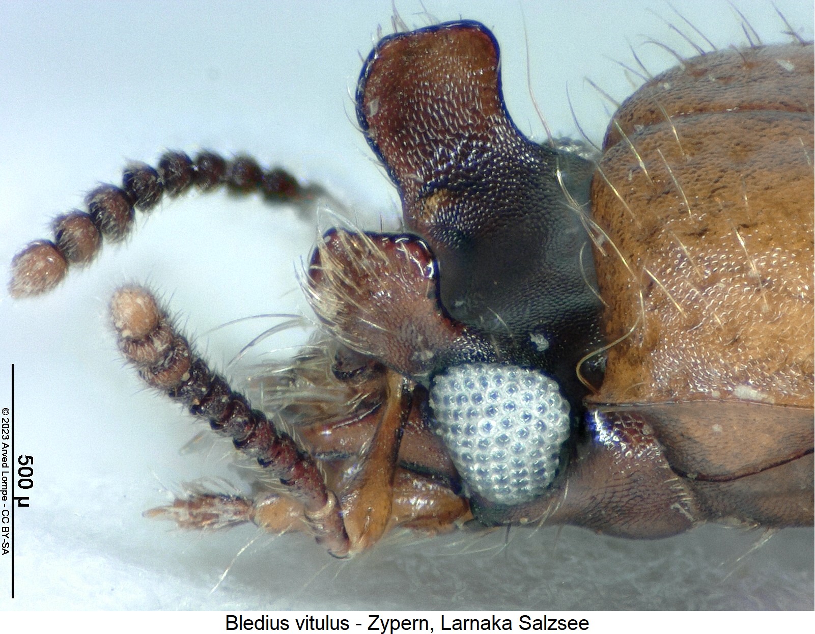bledius_vitulus_k.jpg